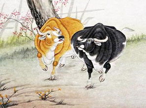 属牛的97年姻缘怎样：1997属牛人，婚恋指南