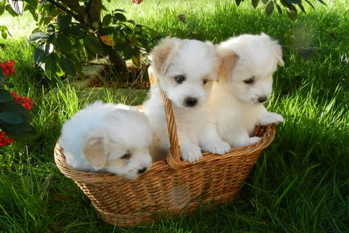 70年属狗一生三大劫难：70年属狗人一生三大劫难及化解之道，稳住心神方能趋吉避凶