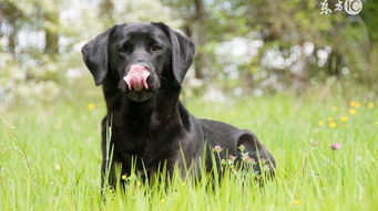 70年属狗一生三大劫难：70年属狗人一生三大劫难及化解之道，稳住心神方能趋吉避凶