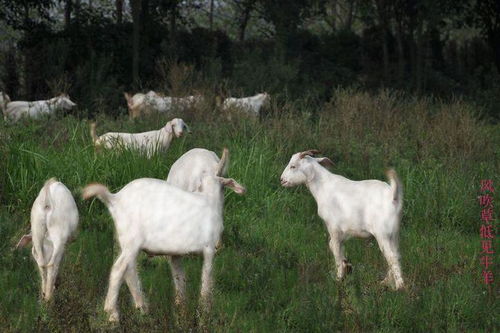 属羊女人最佳丈夫：属羊女性最佳丈夫，传统智慧与现代视角下的理想伴侣选择
