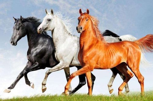 属马2024年有大喜缠身：属马人2024年鸿运当头，紫微高照迎大喜，事业爱情双丰收全解析