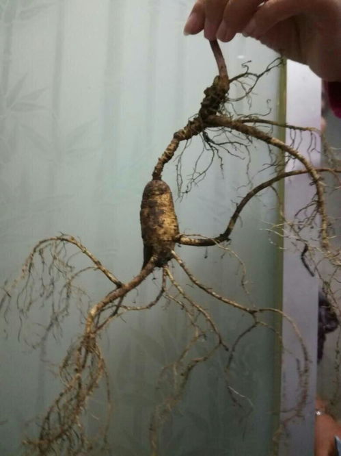 一支野山参大概多少钱：一支野山参到底值多少钱？揭秘天价背后的原因