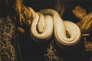 梦见两条大蟒蛇缠绕在一起：缠绕的阴影，解密梦境中的神秘符号—梦见两条大蟒蛇缠绕