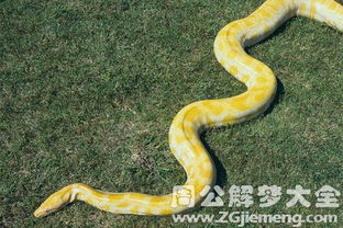 男人梦到蛇预示着什么：男人梦到蛇预示着什么？从传统文化到现代心理学的双重解读