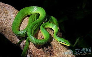 男人梦到蛇预示着什么:男人梦到蛇预示着什么?从传统文化到现代心理学的双重解读 男人梦到蛇预示着什么:男人梦到蛇预示着什么?从传统文化到现代心理学的双重解读