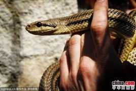 梦见黑蛇咬人:解密梦境,黑蛇缠身的隐喻与警示 梦见黑蛇咬人:解密梦境,黑蛇缠身的隐喻与警示