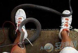 梦见黑蛇咬人:解密梦境,黑蛇缠身的隐喻与警示 梦见黑蛇咬人:解密梦境,黑蛇缠身的隐喻与警示