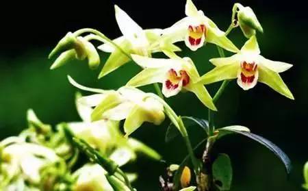 铁皮石斛的功效与作用吃法:铁皮石斛,传统滋补佳品,功效与作用及食用方法全解析