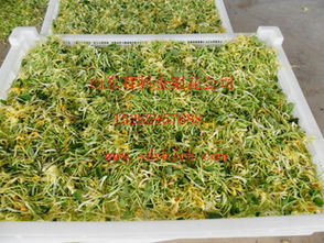 免费供苗种植回收合作:免费供苗,种植回收合作,助您轻松创业致富!