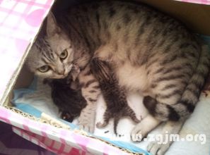 做梦梦见猫死了是什么意思：梦见猫死了，你害怕了吗？解析梦境背后的心理与文化象征