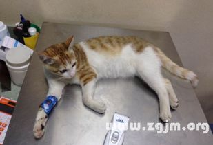 做梦梦见猫死了是什么意思：梦见猫死了，你害怕了吗？解析梦境背后的心理与文化象征
