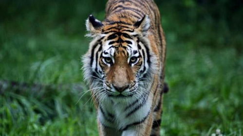 梦见老虎是什么预兆：梦见老虎的预兆，传统文化与心理学视角的双重解读