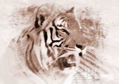 梦见老虎是什么预兆：梦见老虎的预兆，传统文化与心理学视角的双重解读