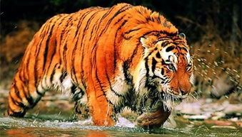 梦见老虎是什么预兆：梦见老虎的预兆，传统文化与心理学视角的双重解读