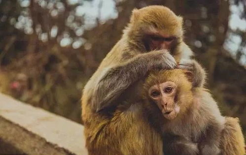 属猴人今日运势：属猴人今日运势，吉星高照，抓住机遇，但需谨防冲动陷阱