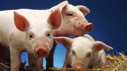 九五年汕头火女猪姻缘：九五年汕头火女猪的姻缘密码，命理与现实的交织