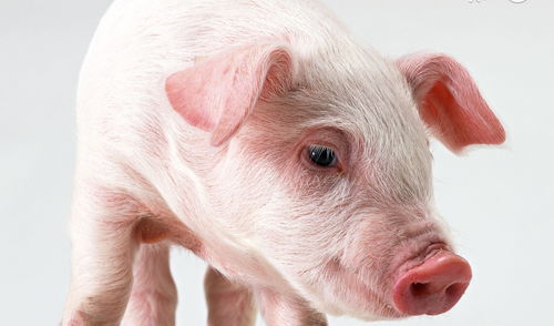 九五年汕头火女猪姻缘：九五年汕头火女猪的姻缘密码，命理与现实的交织