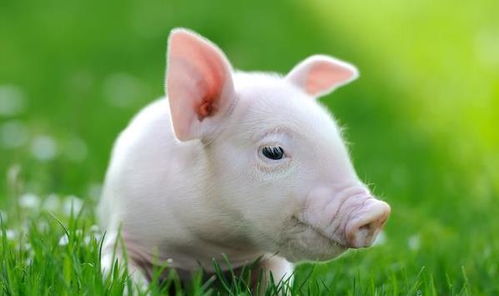 属猪女命中注定的丈夫：属猪女命中注定的丈夫，性格互补与命运共鸣的三大特征