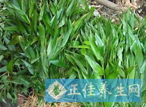 冬凌草茶的功效与作用：冬凌草茶，传统草药的现代养生密码，功效与作用全解析