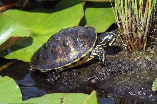女人梦到很多乌龟：梦里乌龟爬满床，她醒了之后…
