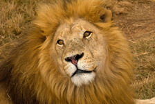 孕妇梦见狮子是什么预兆：孕妇梦见狮子，解析梦中猛兽的神秘预兆