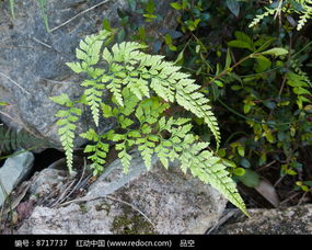 川牛膝图片：川牛膝图鉴，认识这种中药材的外观与用途