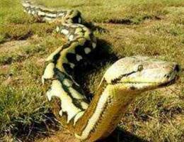 孕妇梦见蟒蛇是什么意思:孕妇梦见蟒蛇,神秘预兆还是心理信号? 孕妇梦见蟒蛇是什么意思:孕妇梦见蟒蛇,神秘预兆还是心理信号?