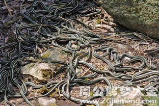 孕妇梦见蟒蛇是什么意思:孕妇梦见蟒蛇,神秘预兆还是心理信号? 孕妇梦见蟒蛇是什么意思:孕妇梦见蟒蛇,神秘预兆还是心理信号?