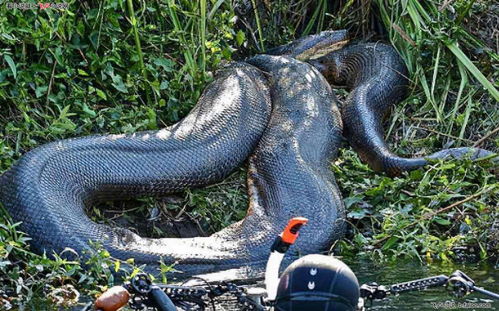 怀孕梦见蟒蛇是胎梦吗:怀孕梦见蟒蛇是胎梦吗?解析蟒蛇胎梦的科学与文化密码 怀孕梦见蟒蛇是胎梦吗:怀孕梦见蟒蛇是胎梦吗?解析蟒蛇胎梦的科学与文化密码