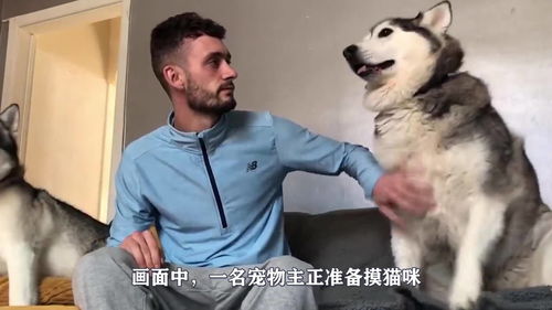 梦见被猫咬住手不松口是啥意思：梦见被猫咬住手不松口是啥意思？