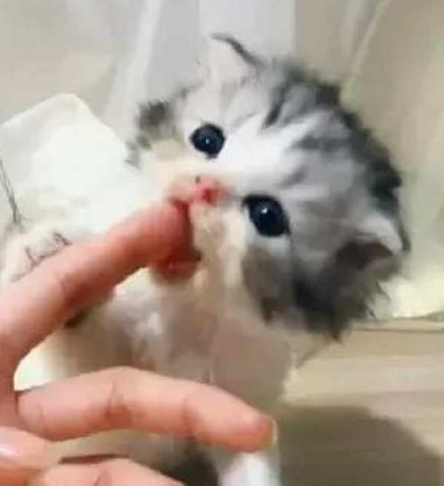 梦见被猫咬住手不松口是啥意思：梦见被猫咬住手不松口是啥意思？