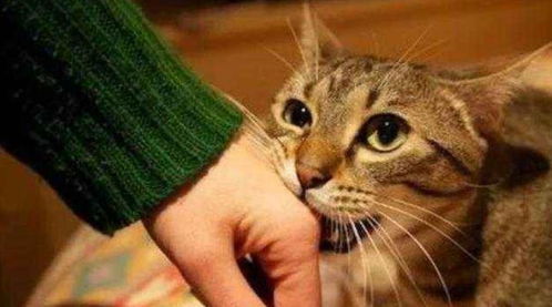 梦见被猫咬住手不松口是啥意思：梦见被猫咬住手不松口是啥意思？