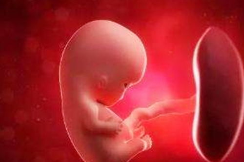 怀孕初期吃什么对胎儿好：怀孕初期吃什么对胎儿好？营养均衡是关键，这些食物要多吃！