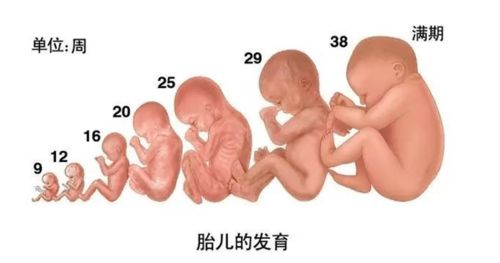 怀孕初期吃什么对胎儿好:怀孕初期吃什么对胎儿好?营养均衡是关键,这些食物要多吃! 怀孕初期吃什么对胎儿好:怀孕初期吃什么对胎儿好?营养均衡是关键,这些食物要多吃!