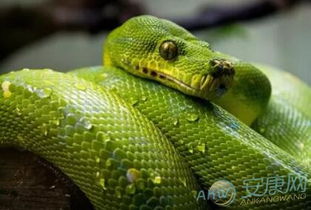 做梦被蛇咬了脚是什么意思：做梦被蛇咬了脚，解密梦境中的隐喻与警示