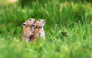 男鼠女兔的姻缘如何：男鼠女兔，天生一对？解析鼠兔情缘的相合与相冲