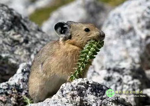 男鼠女兔的姻缘如何：男鼠女兔，天生一对？解析鼠兔情缘的相合与相冲