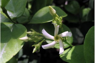 罗布麻的功效与作用及禁忌：罗布麻的功效与作用及禁忌，全面解析