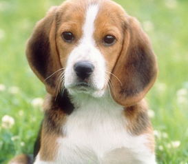 周公解梦梦见狗咬自己怎么破解：周公解梦，梦见狗咬自己，如何破解梦境背后的隐喻？