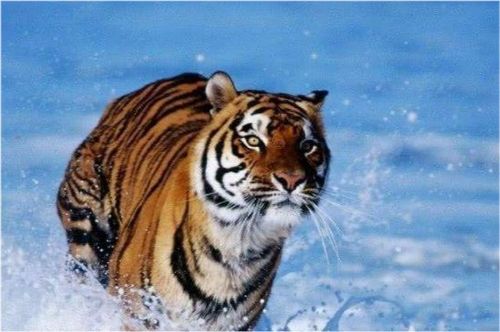 属虎今年多大：2023属虎人年龄大公开，从婴儿到花甲各年龄层解析（附生肖周期推算方法）