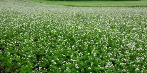 近视眼怎么恢复视力自然恢复:告别眼镜?近视眼自然恢复视力的科学指南与实用方法 近视眼怎么恢复视力自然恢复:告别眼镜?近视眼自然恢复视力的科学指南与实用方法