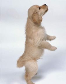 1970属狗的寿命表：1970属狗人寿命解析，健康、运势与长寿秘诀