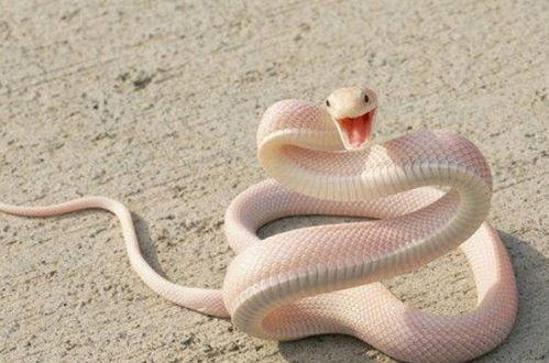 女人梦见又粗又大又长的蛇:女性梦境中的巨蛇,恐惧、力量与自我觉醒的隐喻 女人梦见又粗又大又长的蛇:女性梦境中的巨蛇,恐惧、力量与自我觉醒的隐喻