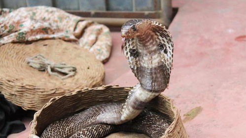 女人梦见又粗又大又长的蛇：女性梦境中的巨蛇，恐惧、力量与自我觉醒的隐喻