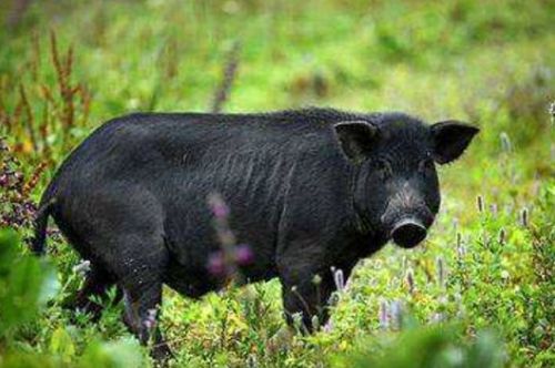 属猪人最大靠山是谁：属猪人一生最大的靠山，竟不是你想象的那个人！