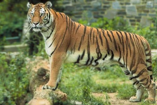 74年属虎47岁有一灾：74年属虎47岁，流年运势与化解之道