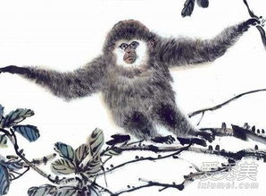 80年属猴43岁有一灾：1980年属猴人43岁运势预警，化解太岁当头坐的三大关键