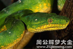 梦见蟒蛇咬自己的手：解密梦境，梦见蟒蛇咬自己的手—潜意识的警示与自我探索