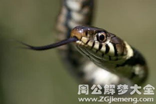 梦见蟒蛇咬自己的手：解密梦境，梦见蟒蛇咬自己的手—潜意识的警示与自我探索