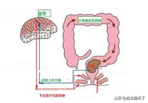 治疗便秘的食疗方法：告别便秘困扰！这些食疗方法让你肠道更通畅